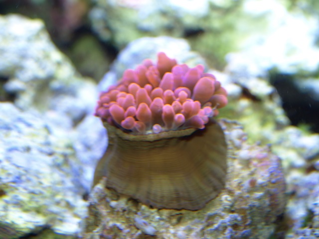 rafirafou_20120205224318.jpg