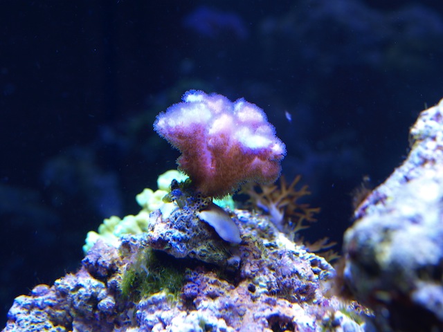 rafirafou_20120205224344.jpg