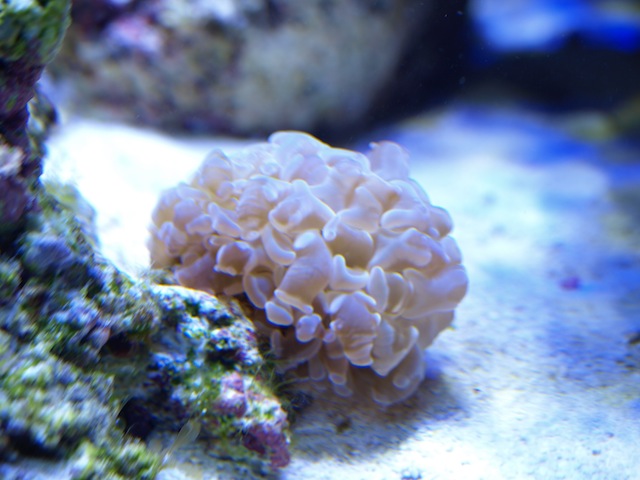 rafirafou_20120205224402.jpg