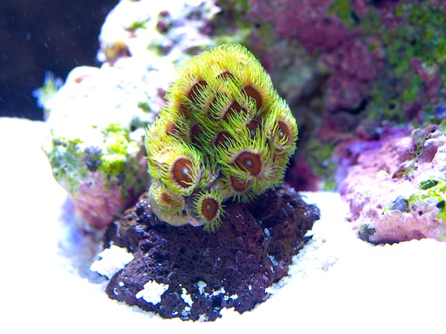 rafirafou_20120205224418.jpg