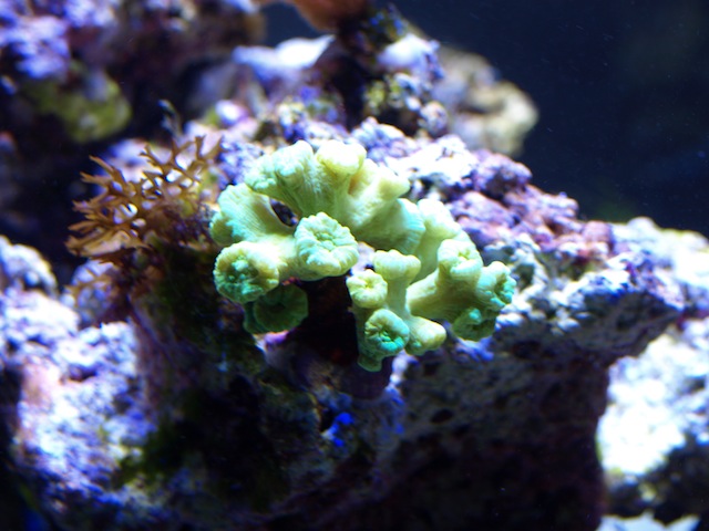 rafirafou_20120205224439.jpg
