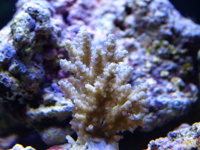 rafirafou_20120205224509.jpg