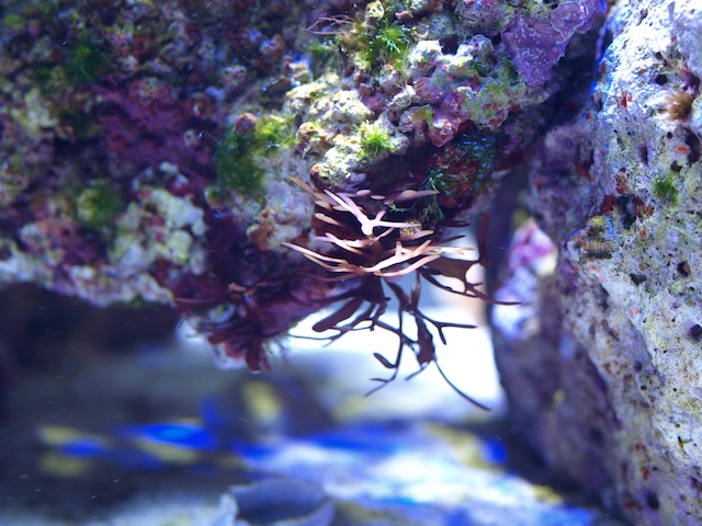 rafirafou_20120205224541.jpg
