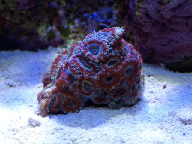 rafirafou_20120315125521.jpg