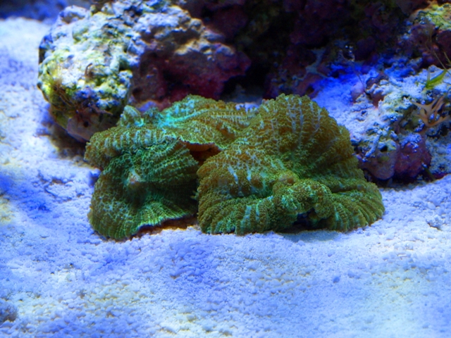 rafirafou_20120315125631.jpg