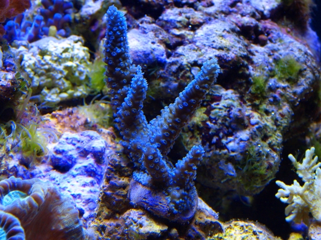 rafirafou_20120315125703.jpg
