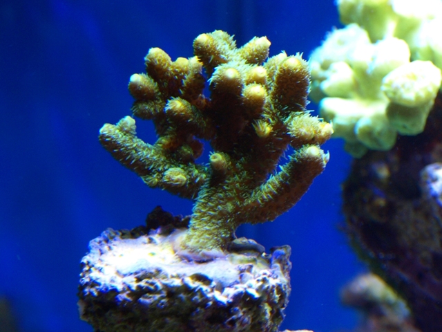 rafirafou_20120315125747.jpg