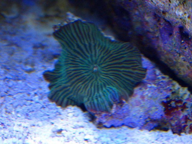 rafirafou_20120315125846.jpg