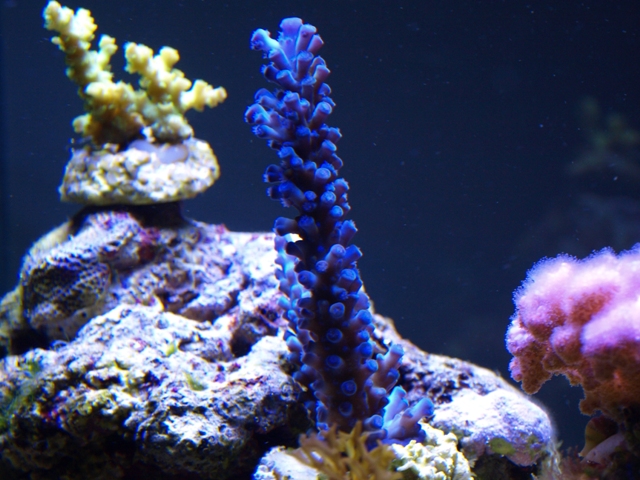 rafirafou_20120315125928.jpg
