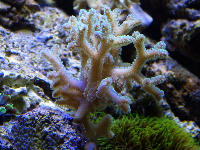 rafirafou_20120315130001.jpg