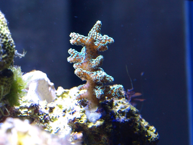 rafirafou_20120315130032.jpg