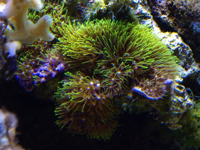 rafirafou_20120315130114.jpg