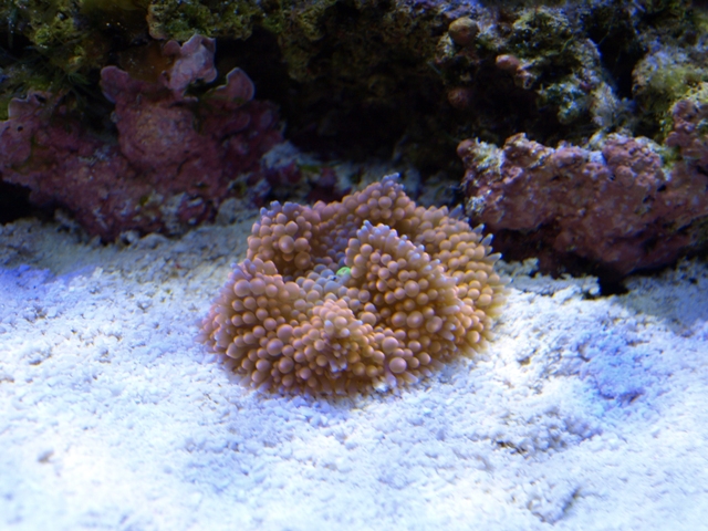 rafirafou_20120315130142.jpg