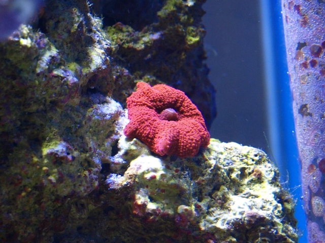 rafirafou_20120315130213.jpg