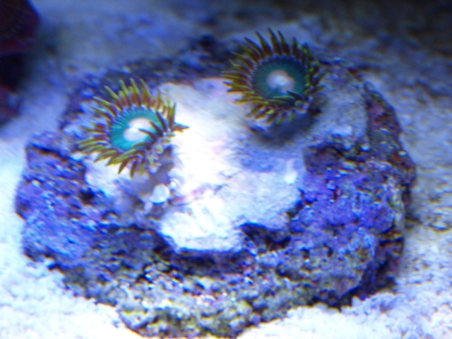 rafirafou_20120315130325.jpg