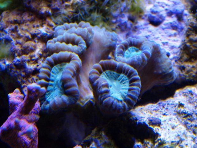 rafirafou_20120315130355.jpg