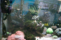 crazyseal_20120305092709.jpg