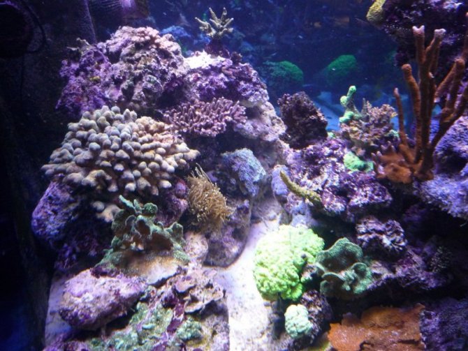 nonopp4_20110310203755-thumb.jpg
