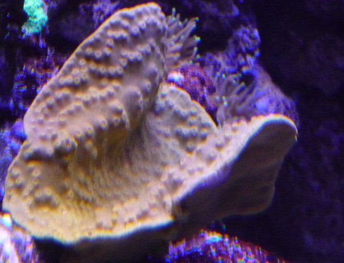 nonopp4_20110421224541-thumb.jpg