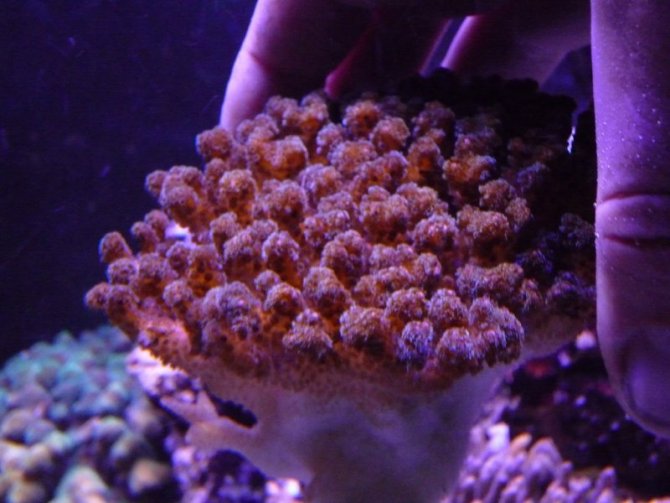 nonopp4_20110428211649-thumb.jpg