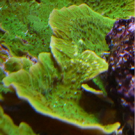 nonopp4_20110504232024.jpg