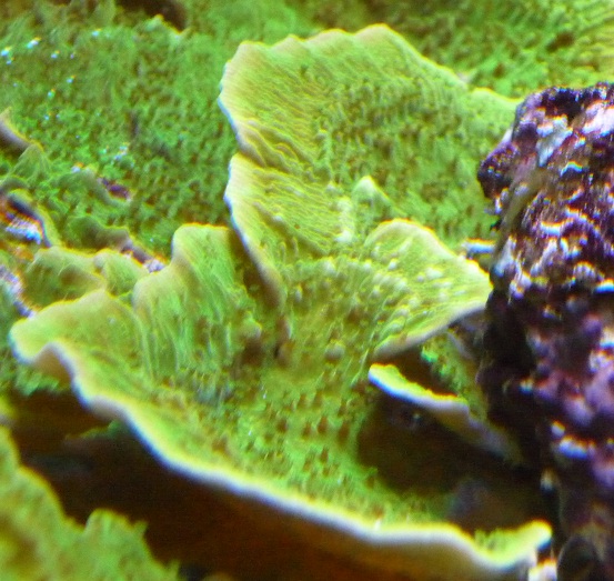 nonopp4_20110504232038.jpg