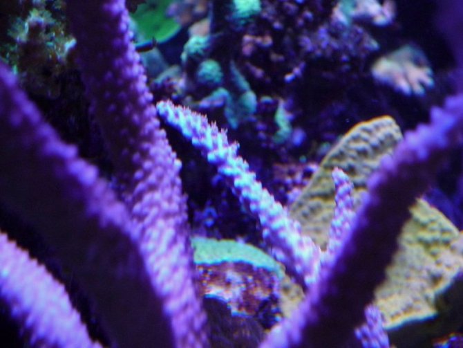 nonopp4_20110505104454-thumb.jpg