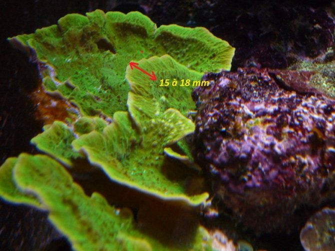 nonopp4_20110512234942-thumb.jpg