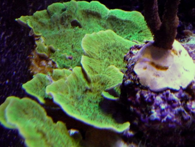nonopp4_20110512235028-thumb.jpg