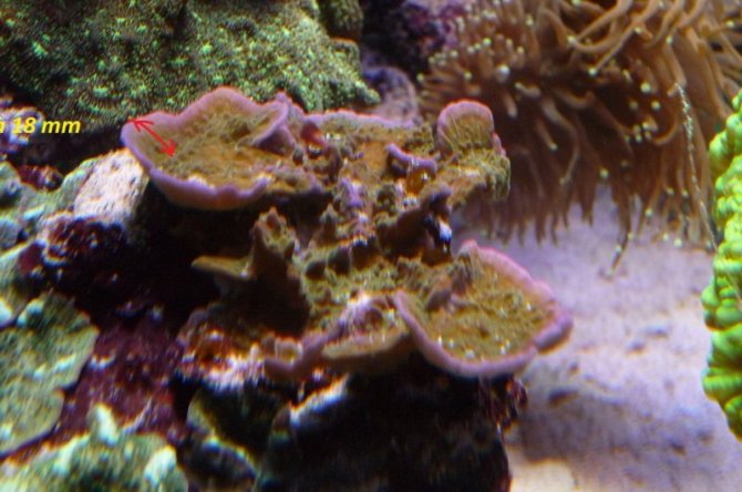 nonopp4_20110512235042-thumb.jpg