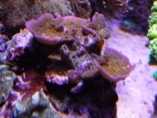 nonopp4_20110512235102-thumb.jpg
