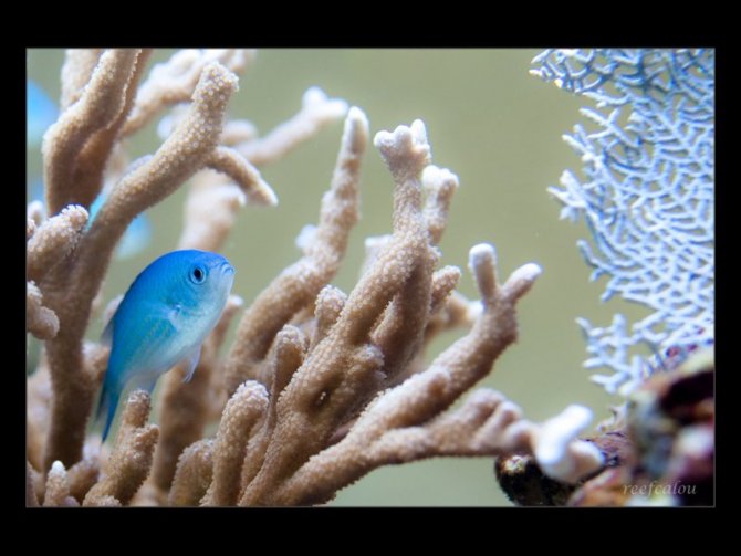 reefcalou_20110218103446-thumb.jpeg