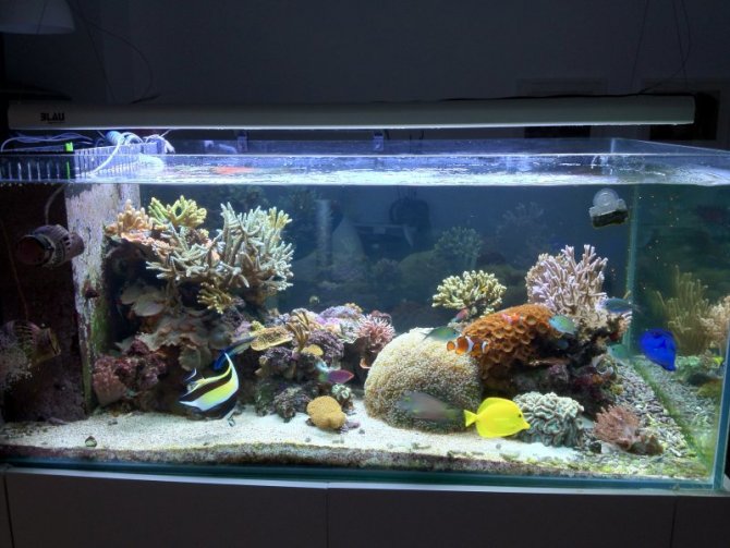 reefcalou_20111223134414-thumb.jpg