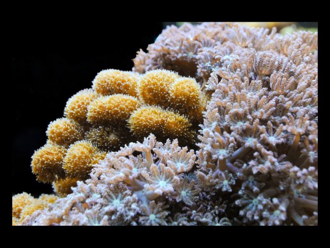 reefcalou_20120107193643-thumb.jpg