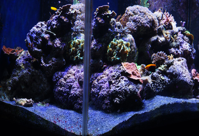 cedus_20110628001153.jpg