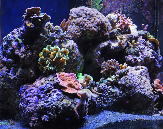 cedus_20110628001217.jpg