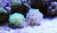 ray_20111122160416.jpg