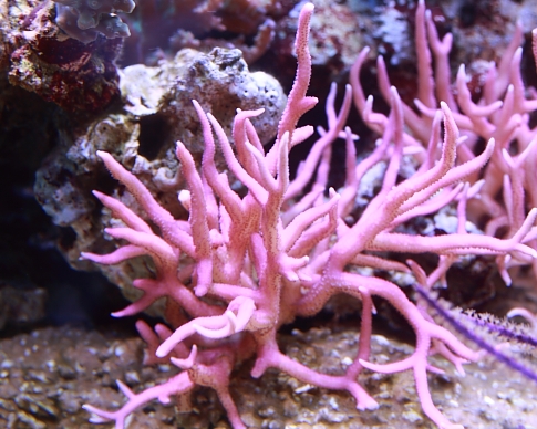 ray_20111122174448.jpg