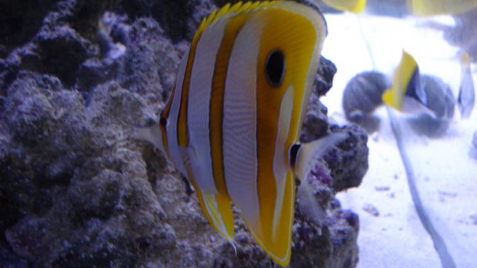 poissonexotique_20110722204422-thumb.jpg