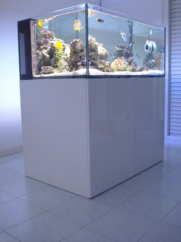 poissonexotique_20111013202837.jpg