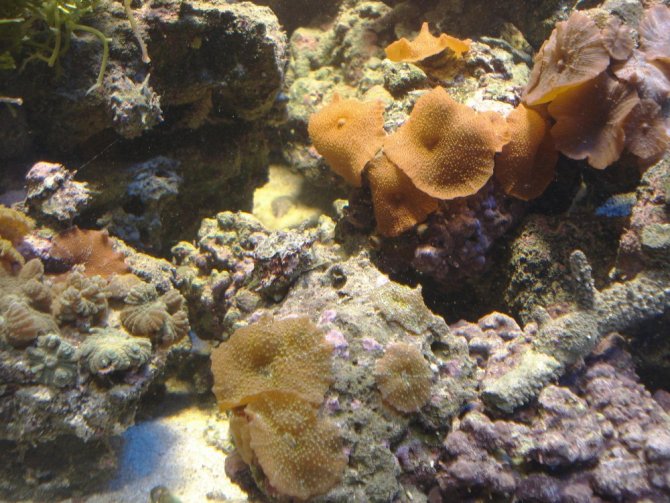 poissonexotique_20120128200048-thumb.jpg