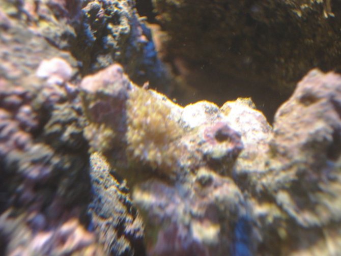 poissonexotique_20120129155409-thumb.jpg