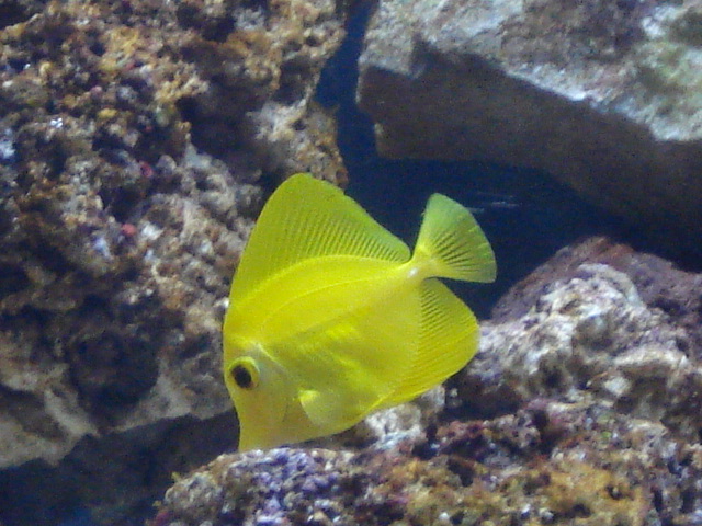 poissonexotique_20120509121901.jpg