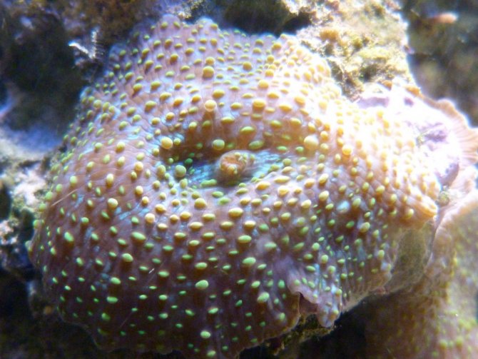 poissonexotique_20120510184755-thumb.jpg