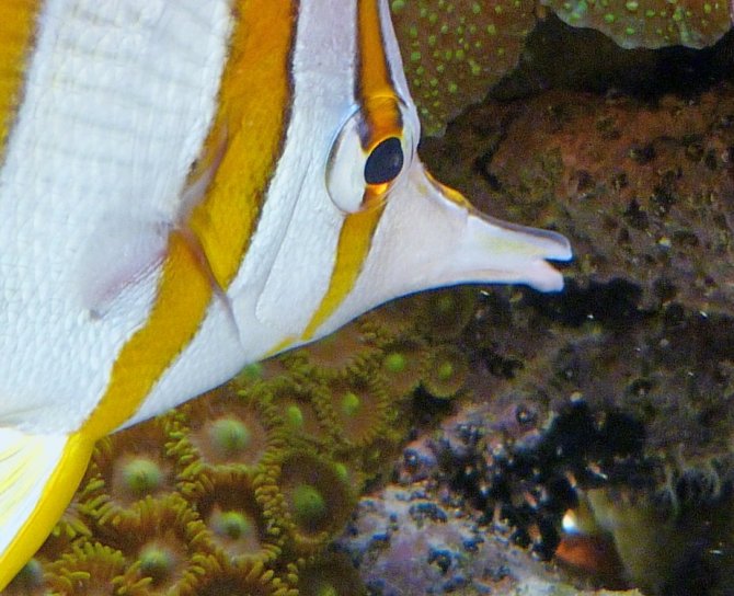 poissonexotique_20120617172437-thumb.jpg