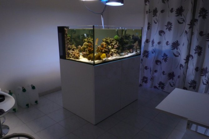 poissonexotique_20120617213416-thumb.jpg