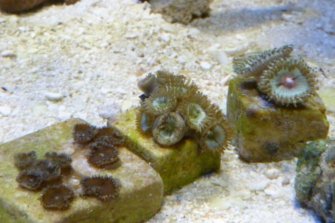 poissonexotique_20120714195536-thumb.jpg
