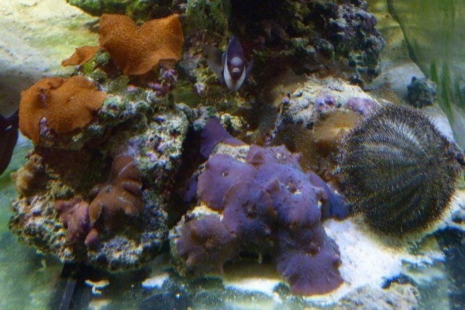poissonexotique_20120714203141-thumb.jpg