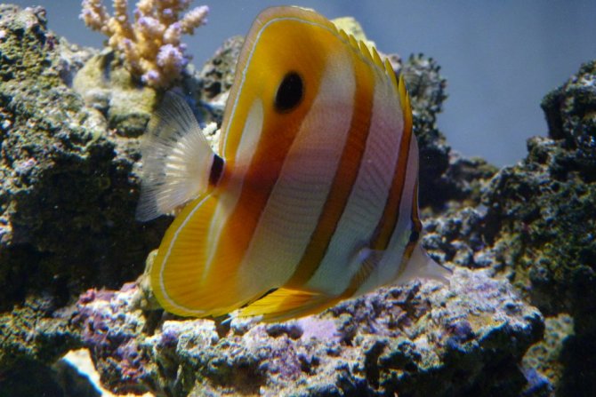 poissonexotique_20120719200010-thumb.jpg