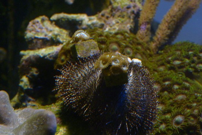 poissonexotique_20120830223842-thumb.jpg